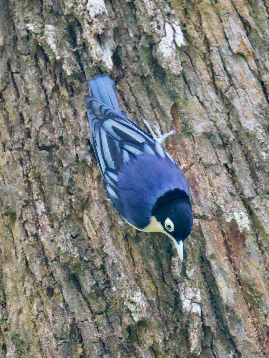 Blue Nuthatch - ML625192801