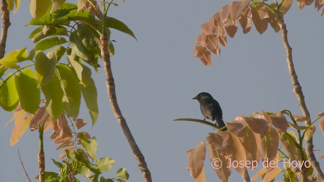 Northern Black-Flycatcher - ML625192803