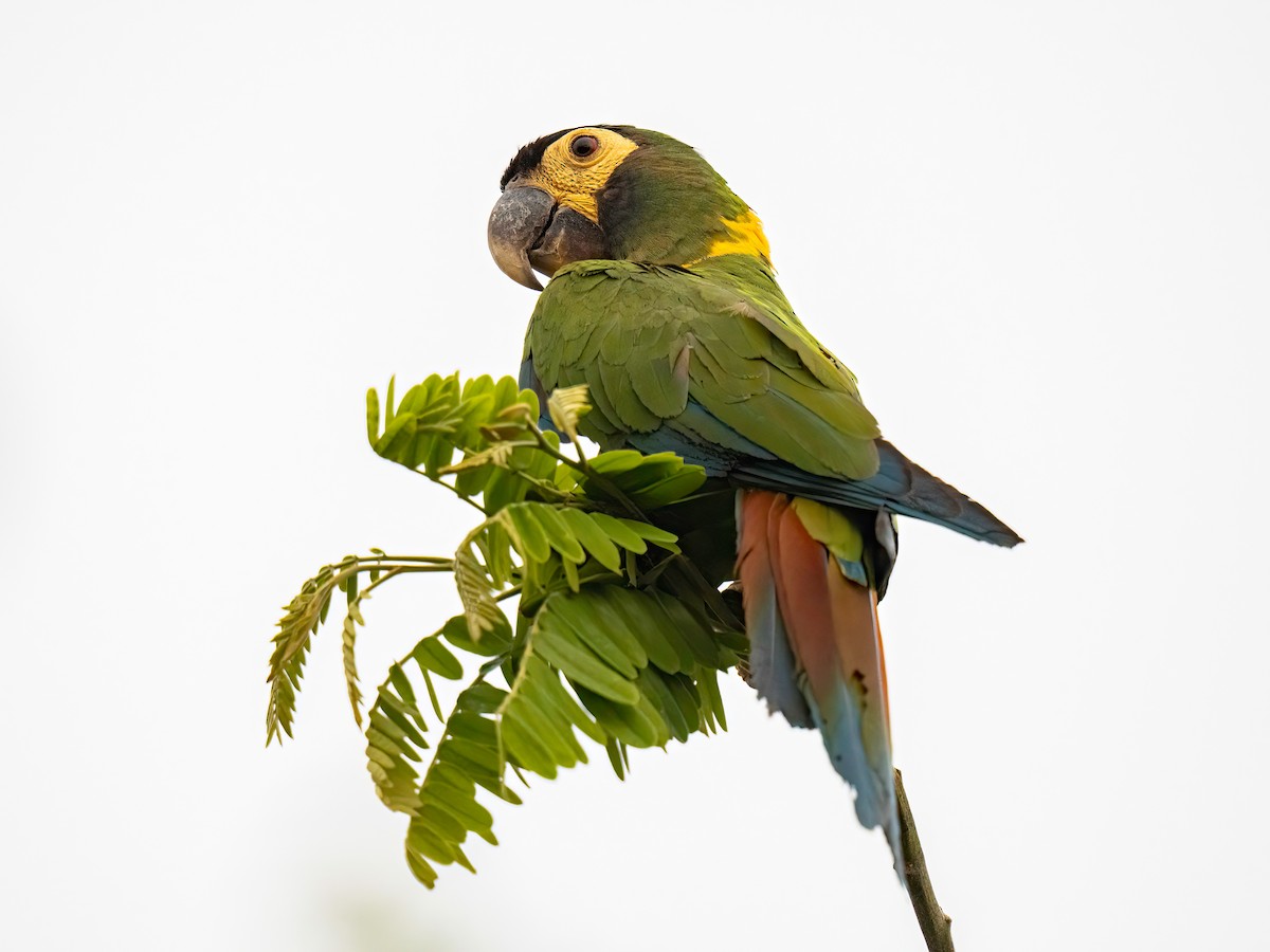 Yellow-collared Macaw - ML625192926