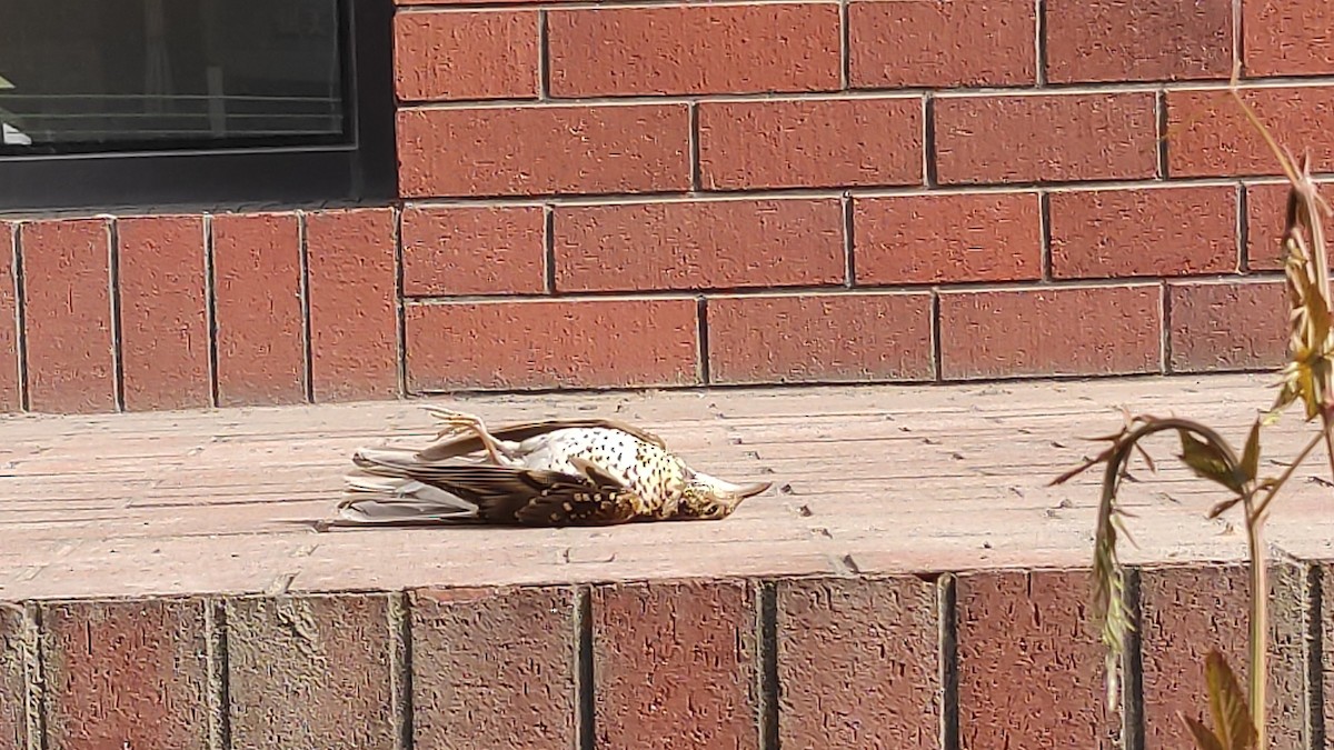 thrush sp. - ML625193027