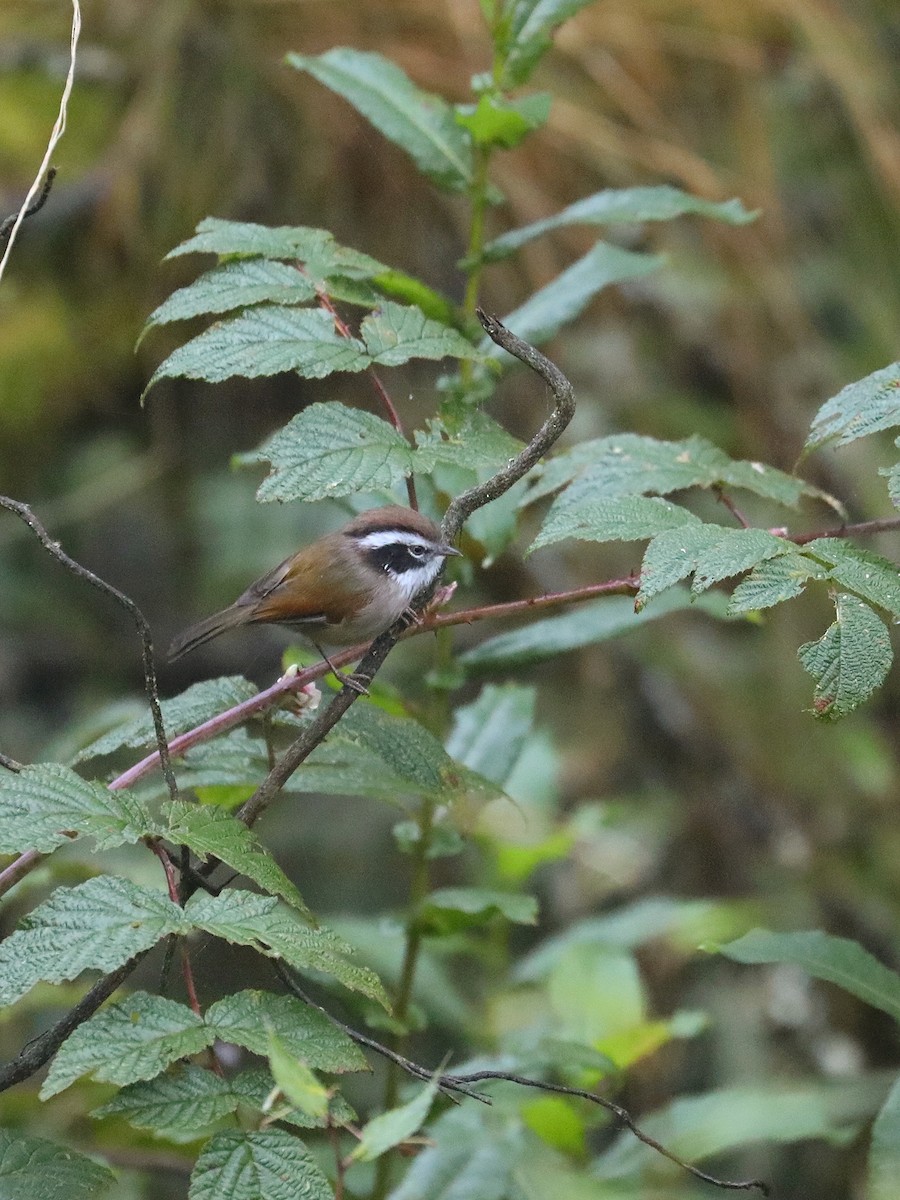 White-browed Fulvetta - ML625193028