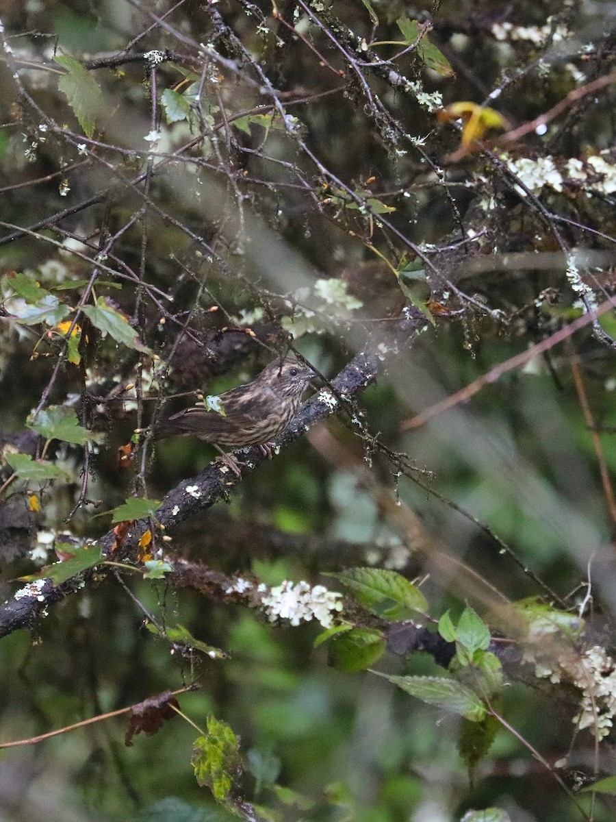 Chinese White-browed Rosefinch - ML625193069