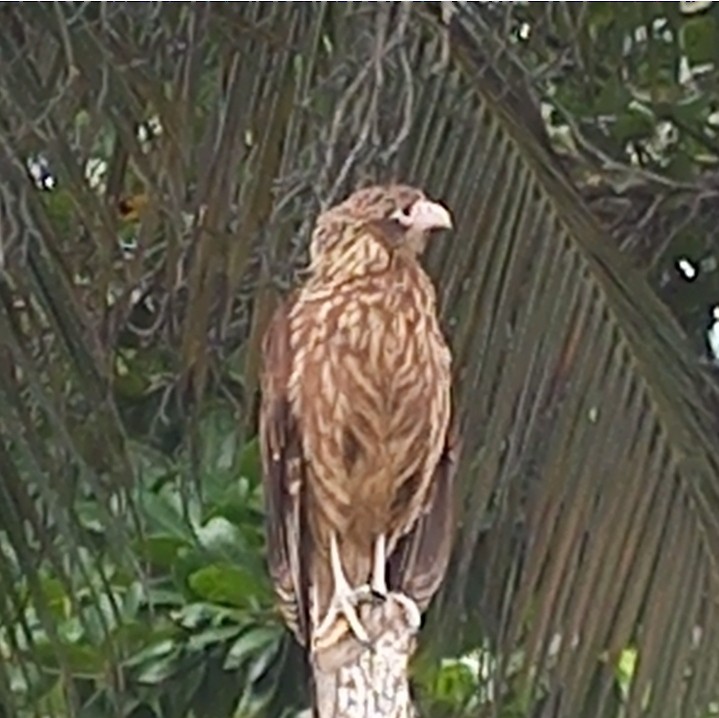 Yellow-headed Caracara - ML625193165