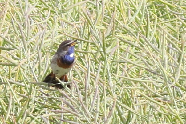 Bluethroat - ML625193167
