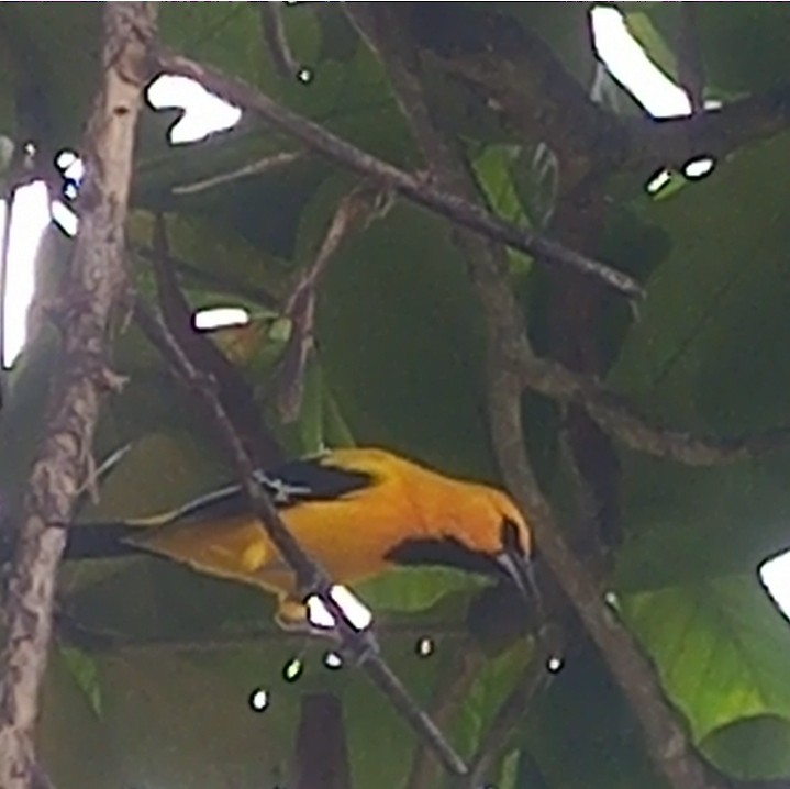 Yellow Oriole - ML625193179