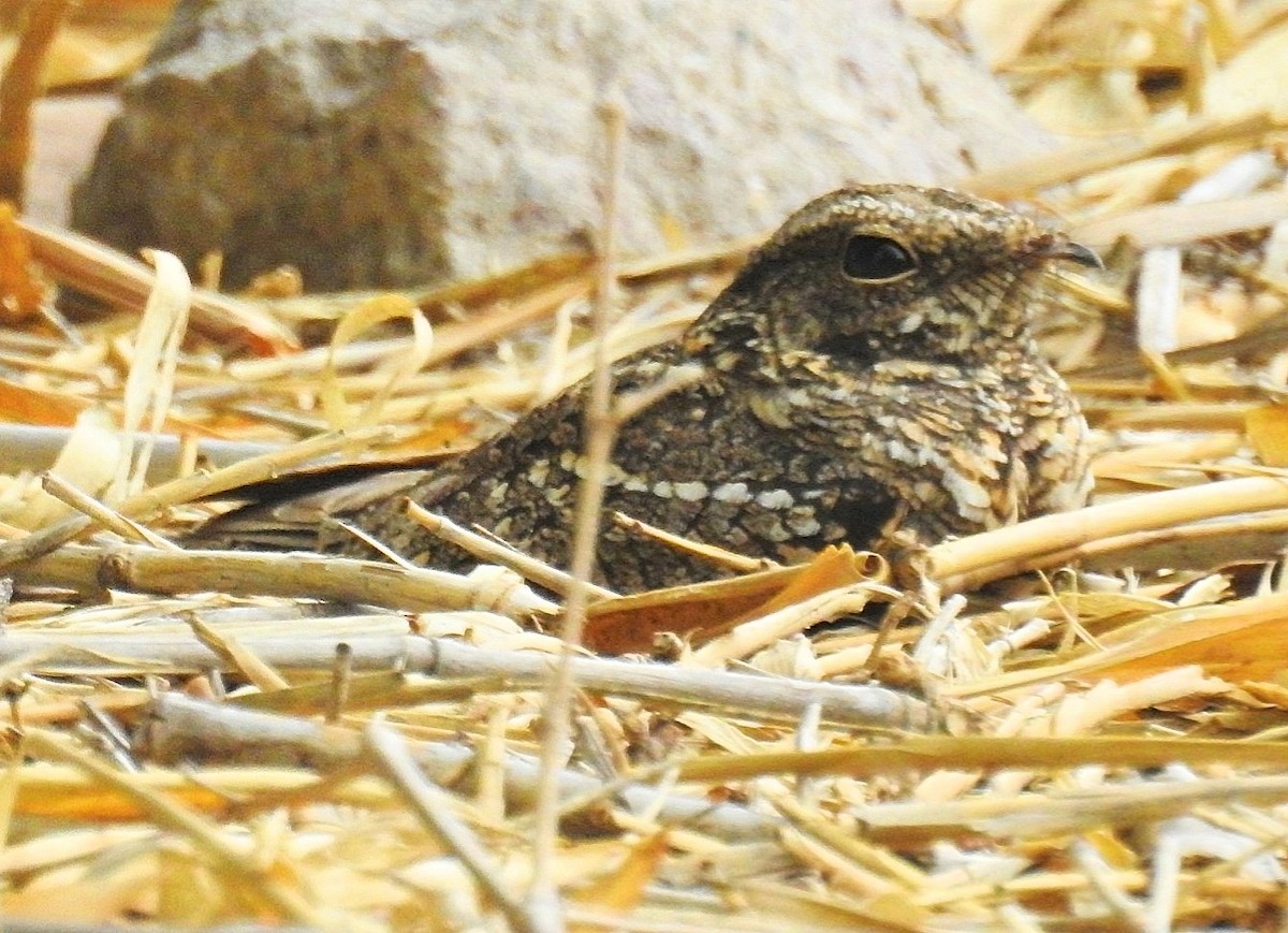 Scissor-tailed Nightjar - ML625193184