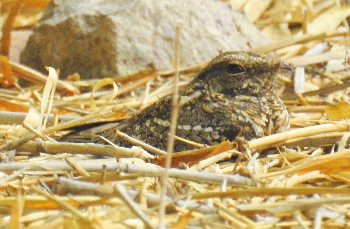 Scissor-tailed Nightjar - ML625193185