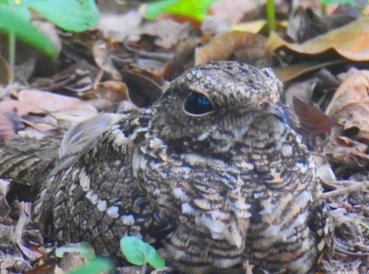 Scissor-tailed Nightjar - ML625193186