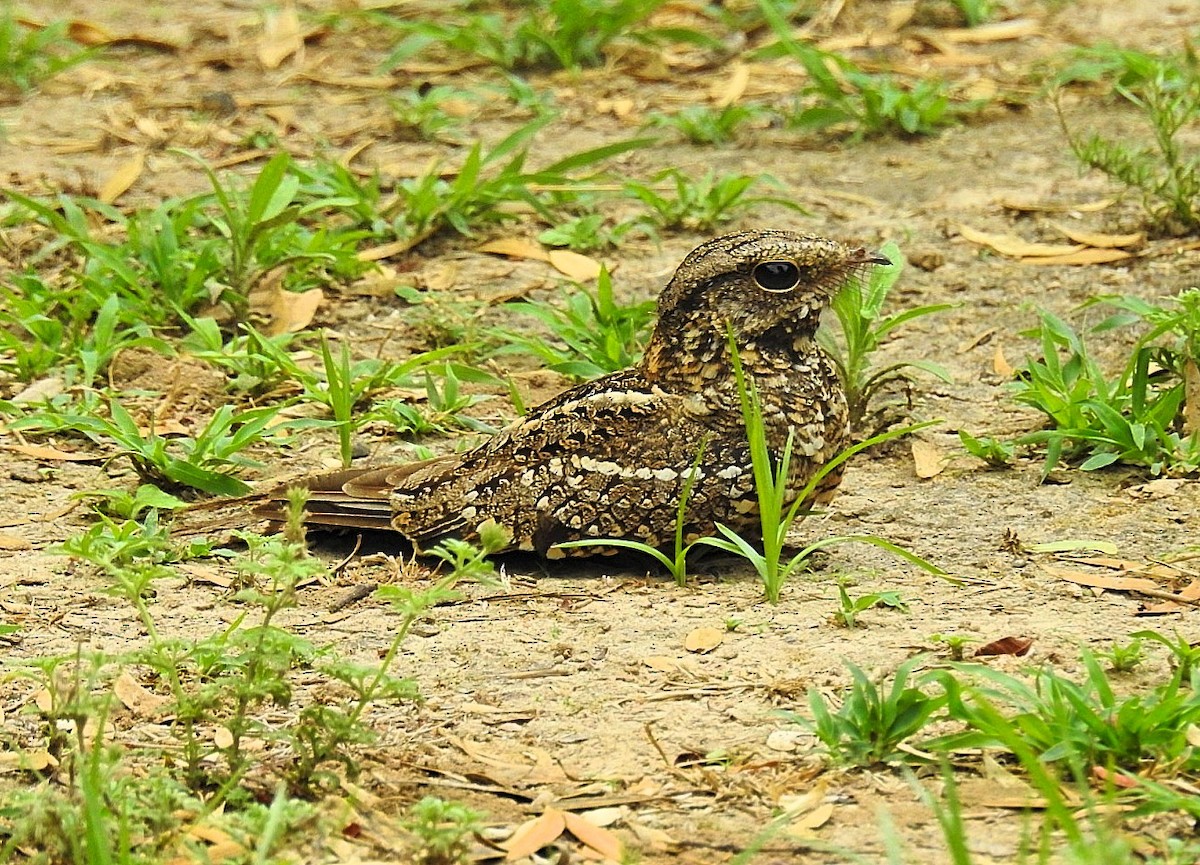 Scissor-tailed Nightjar - ML625193187