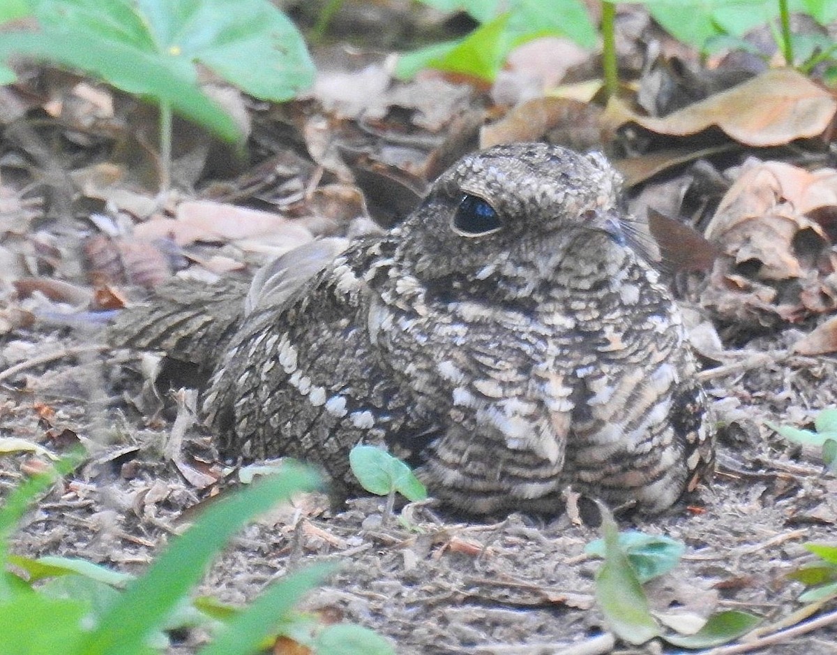 Scissor-tailed Nightjar - ML625193188