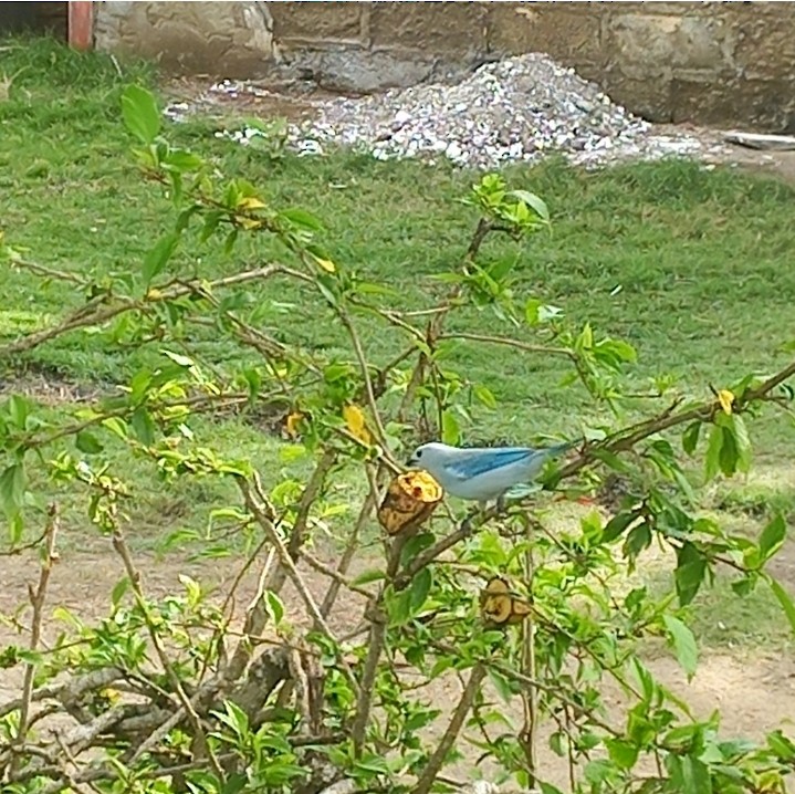 Blue-gray Tanager - ML625193189