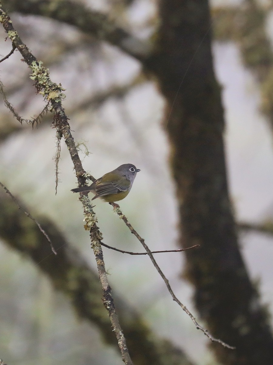 Green Shrike-Babbler - ML625193243