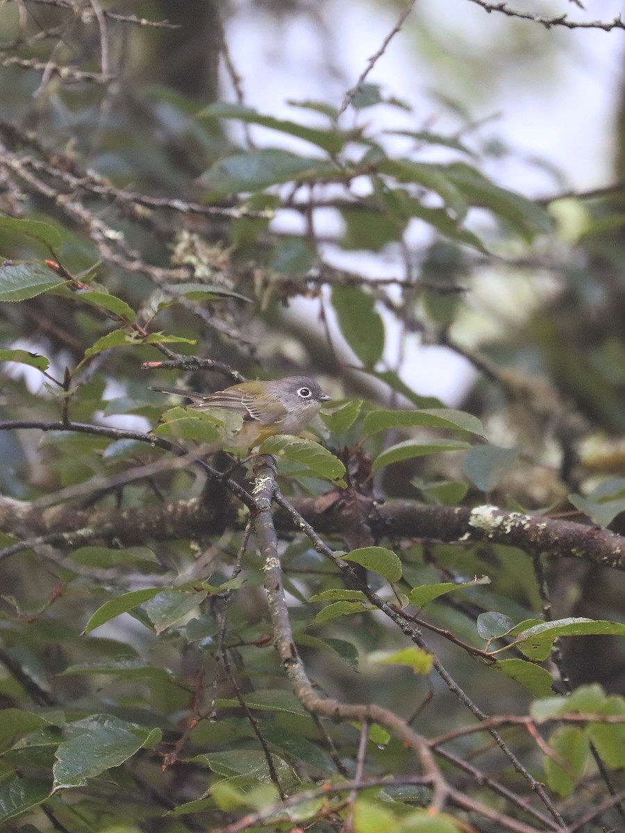 Green Shrike-Babbler - ML625193245