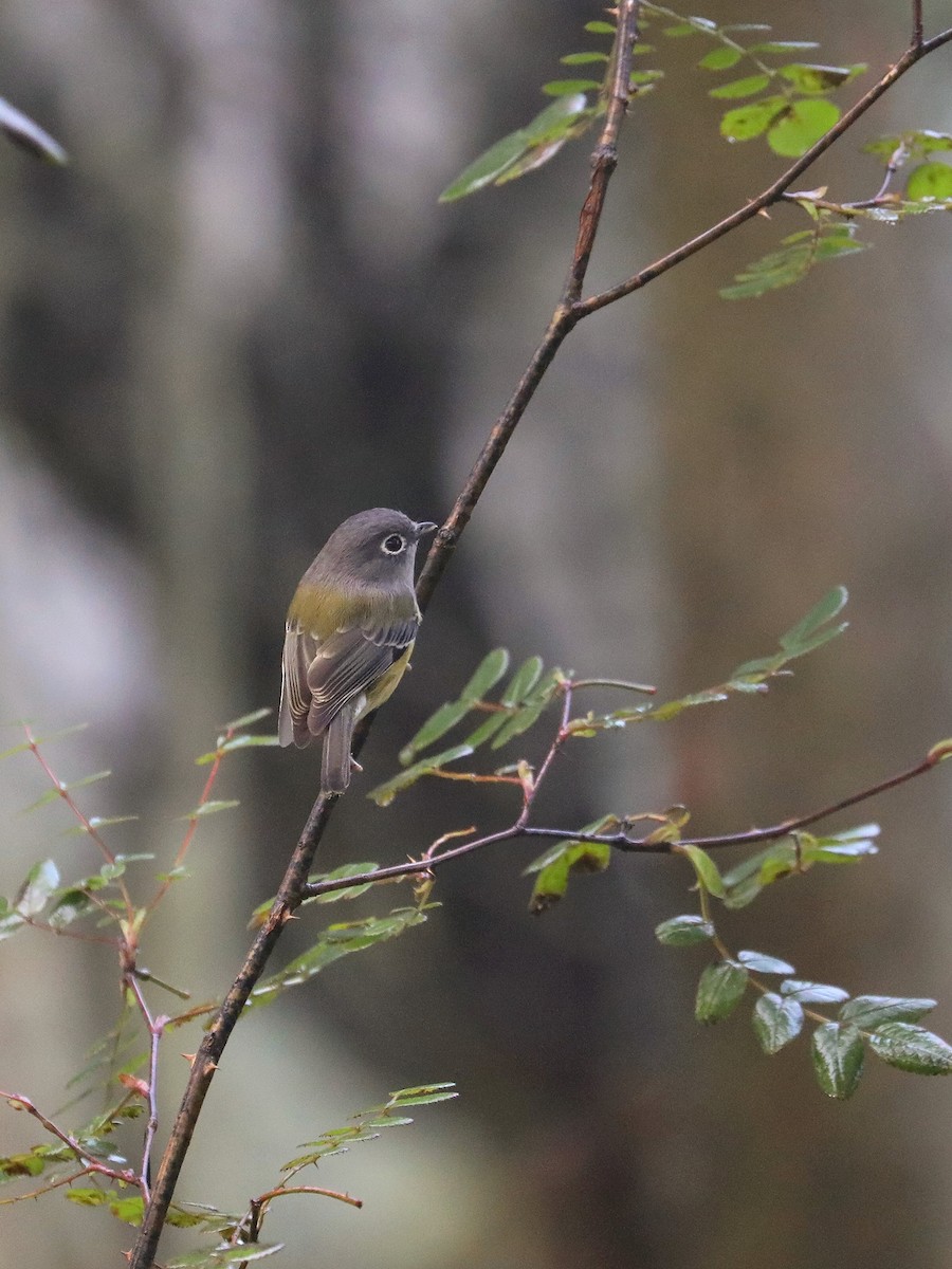 Green Shrike-Babbler - ML625193247