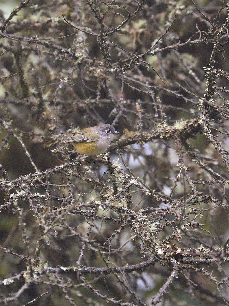 Green Shrike-Babbler - ML625193248