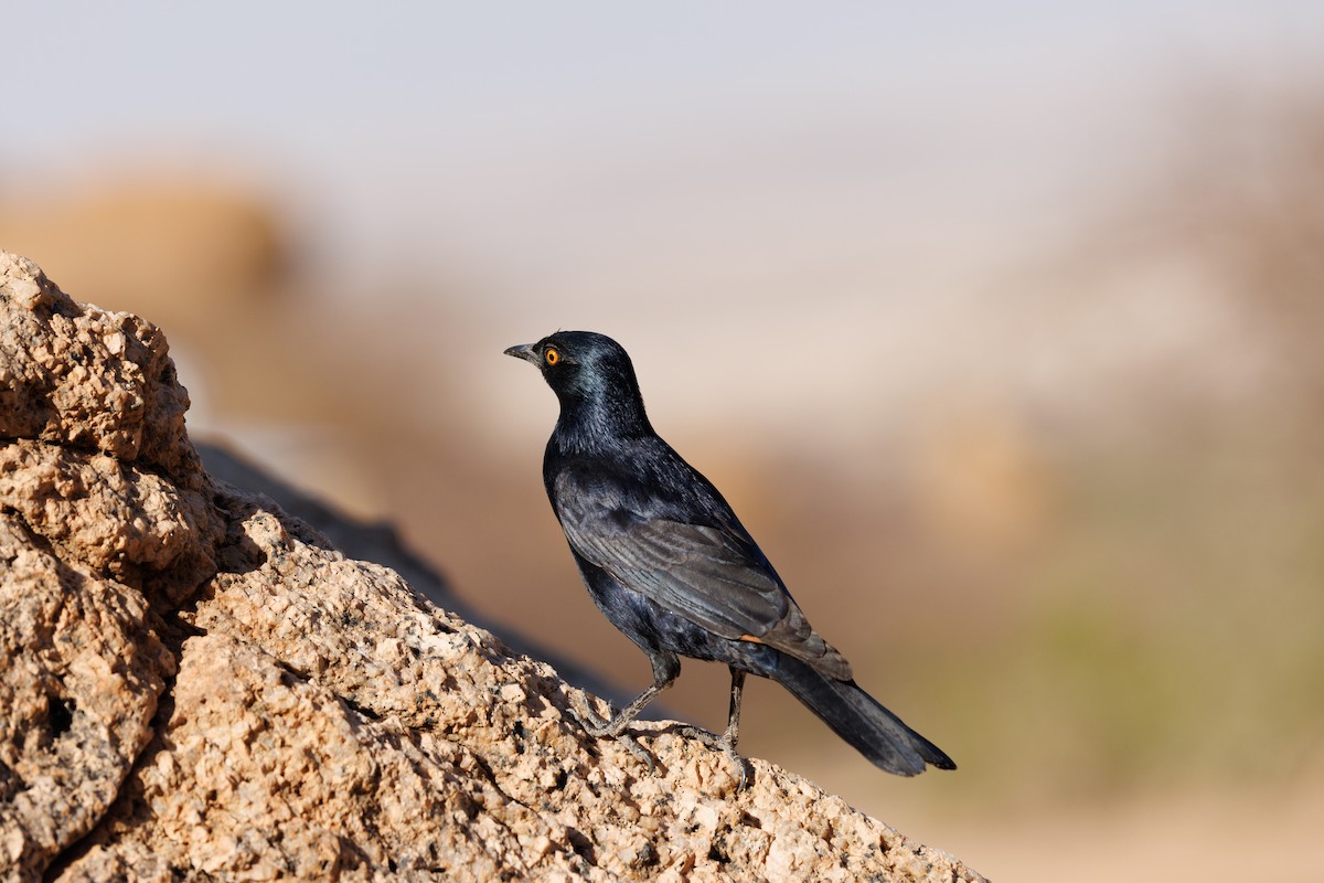 Pale-winged Starling - ML625193253