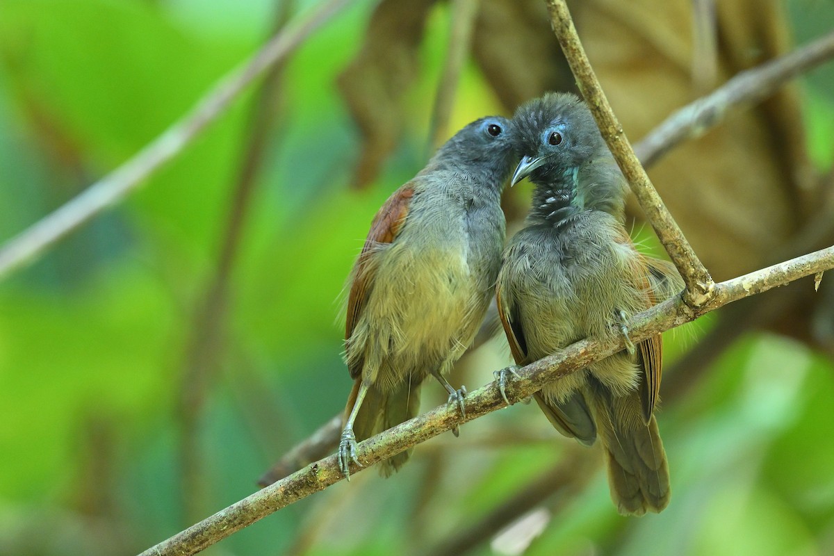 Gray-hooded Babbler - ML625193290