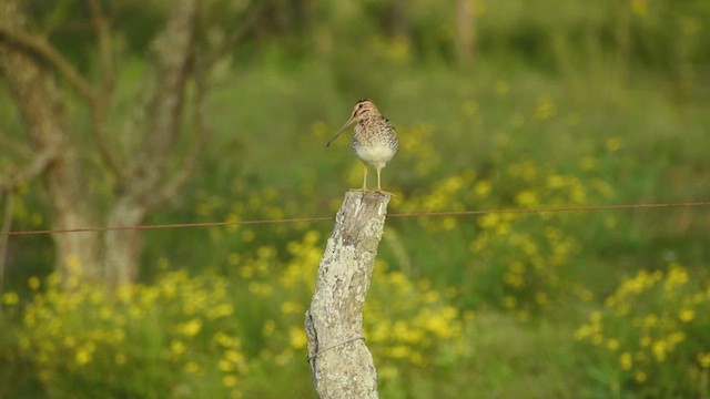 Pantanal Snipe - ML625193345