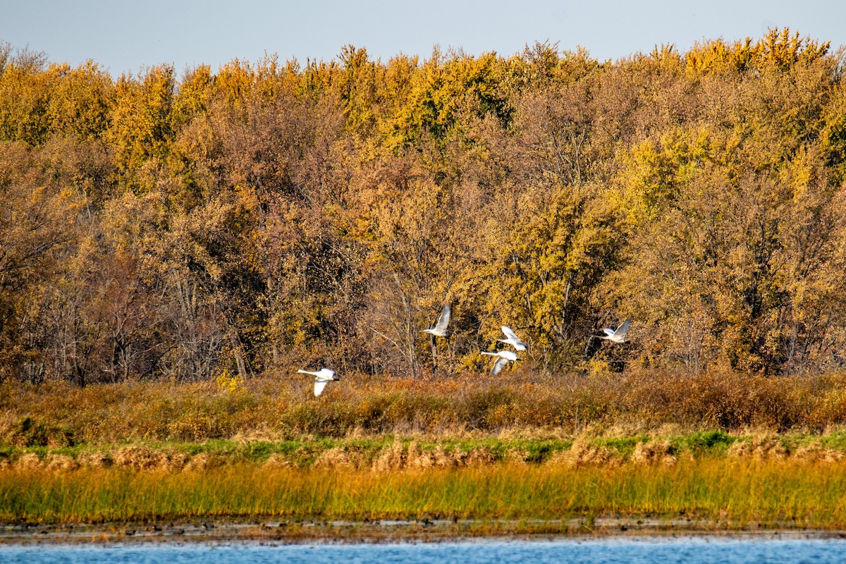 Trumpeter Swan - ML625193418