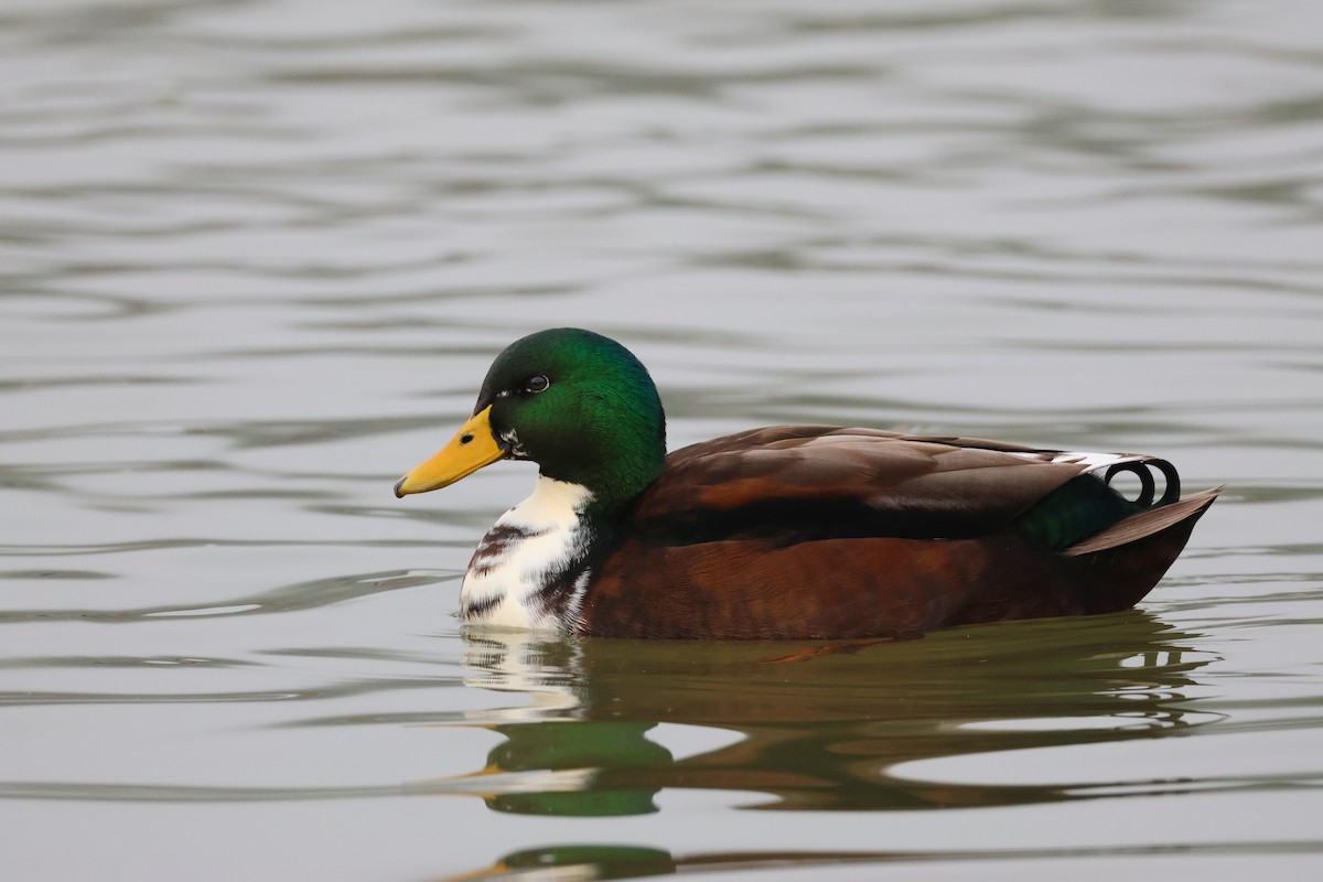 Mallard (Domestic type) - ML625193579