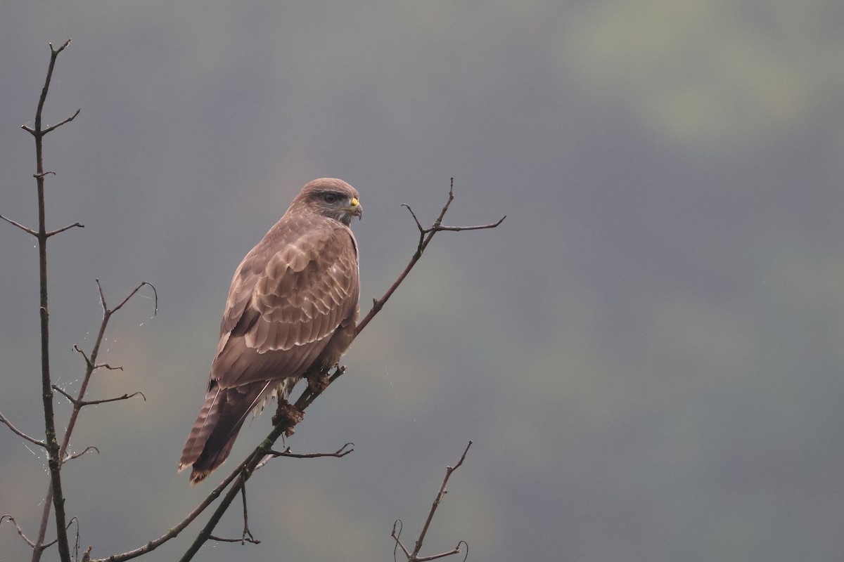 Common Buzzard - ML625193581