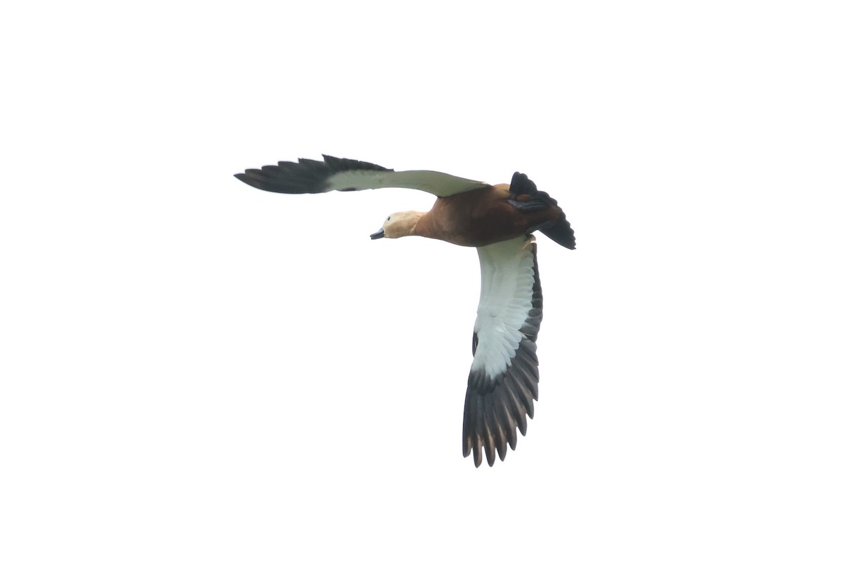 Ruddy Shelduck - ML625193586