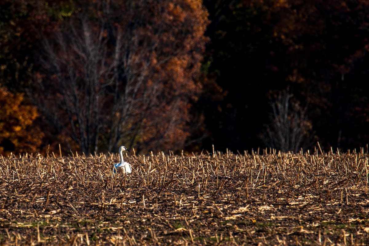 Trumpeter Swan - ML625193591