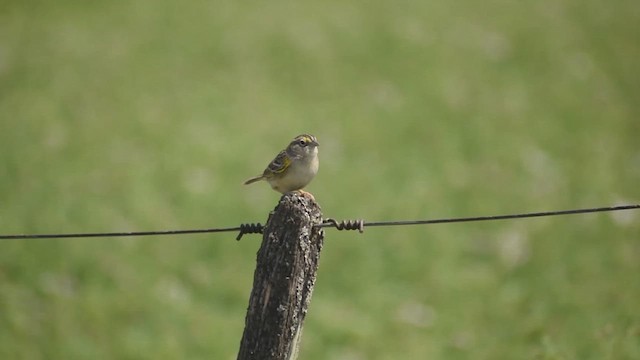 Grassland Sparrow - ML625193594