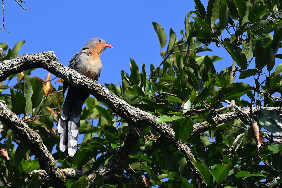 Red-billed Malkoha - ML625193628