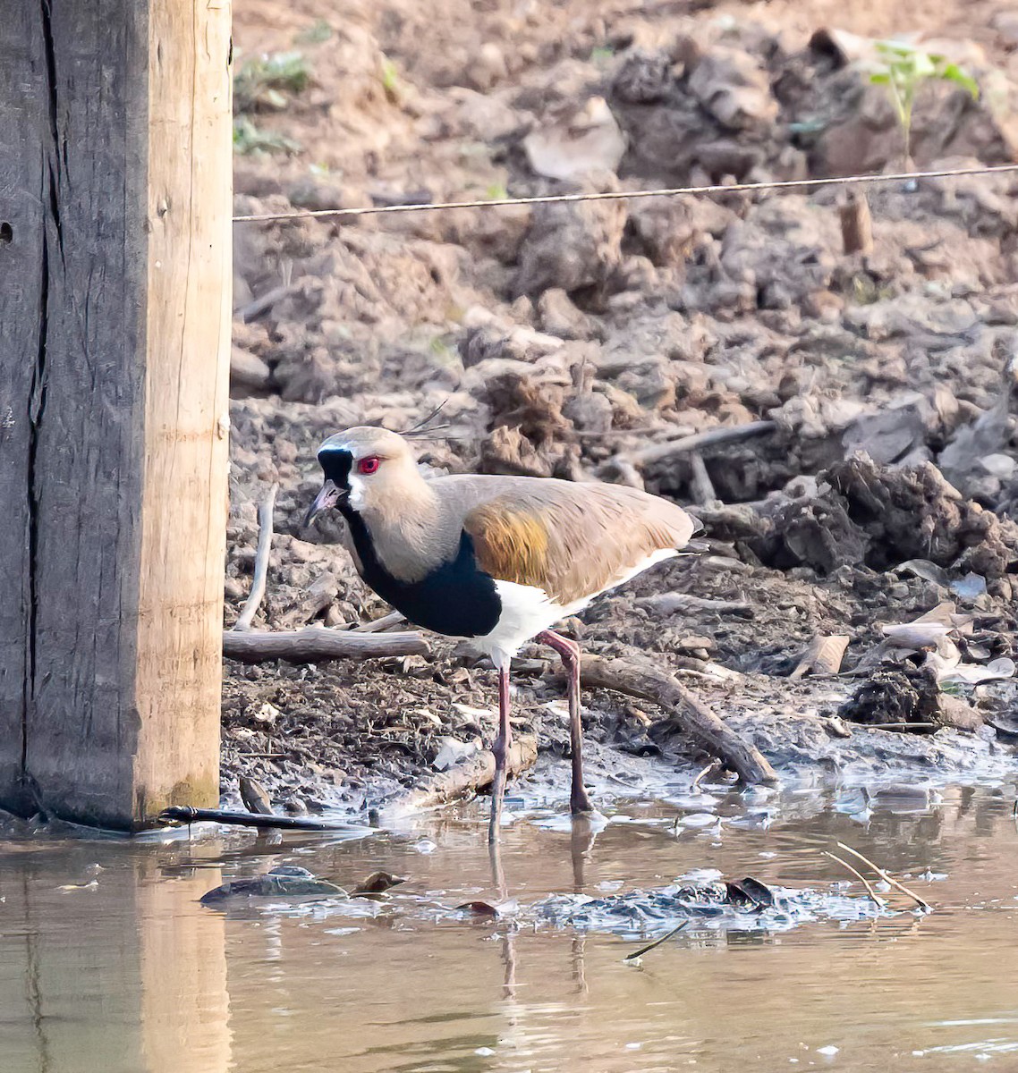 Southern Lapwing - ML625193646