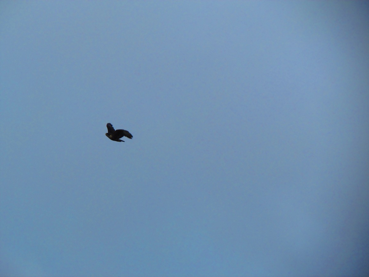 Rufous-bellied Eagle - ML625193657