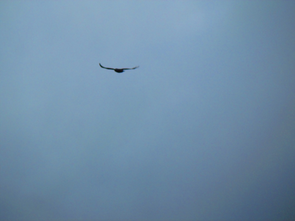 Rufous-bellied Eagle - ML625193662