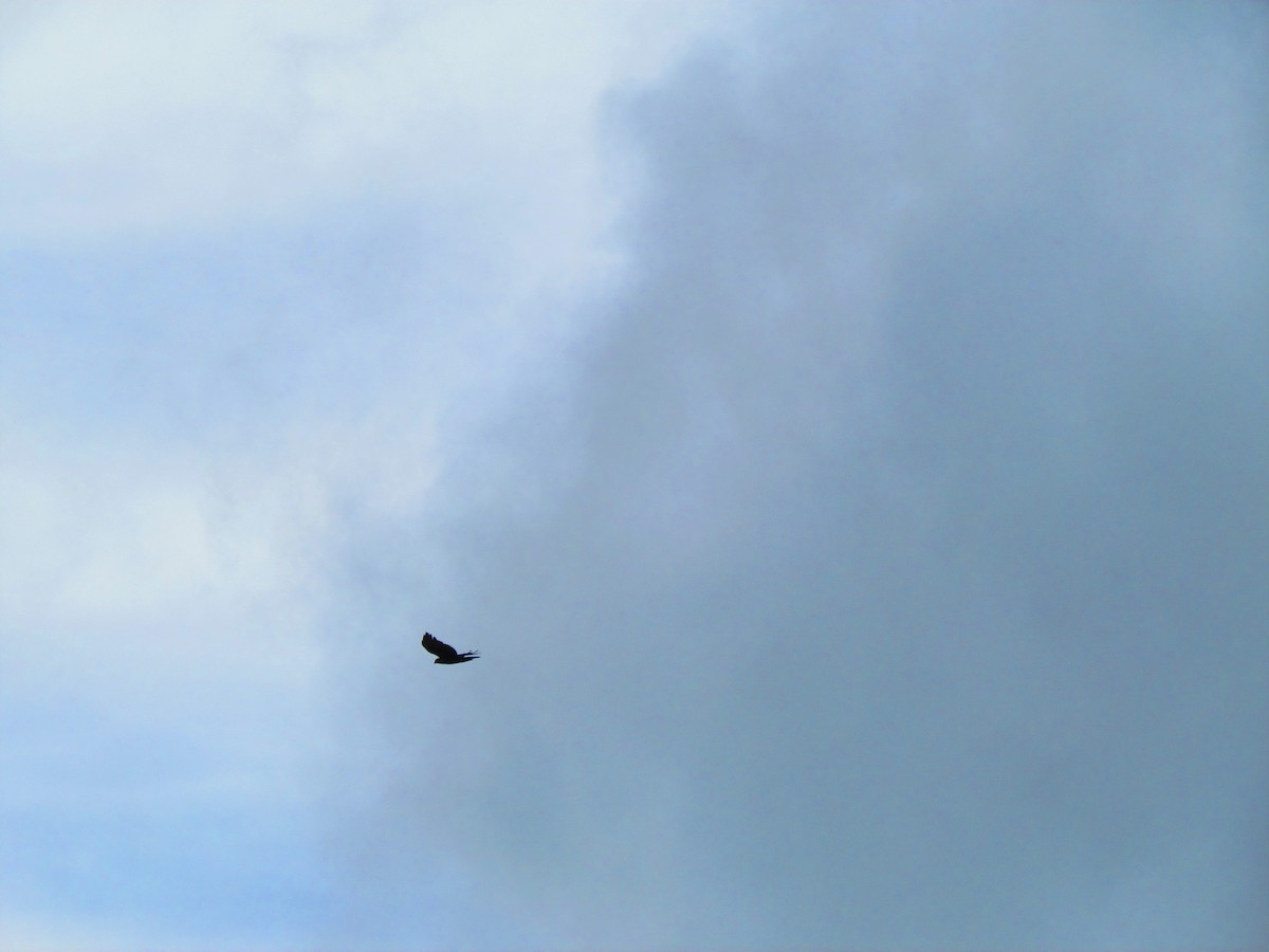 Rufous-bellied Eagle - ML625193668