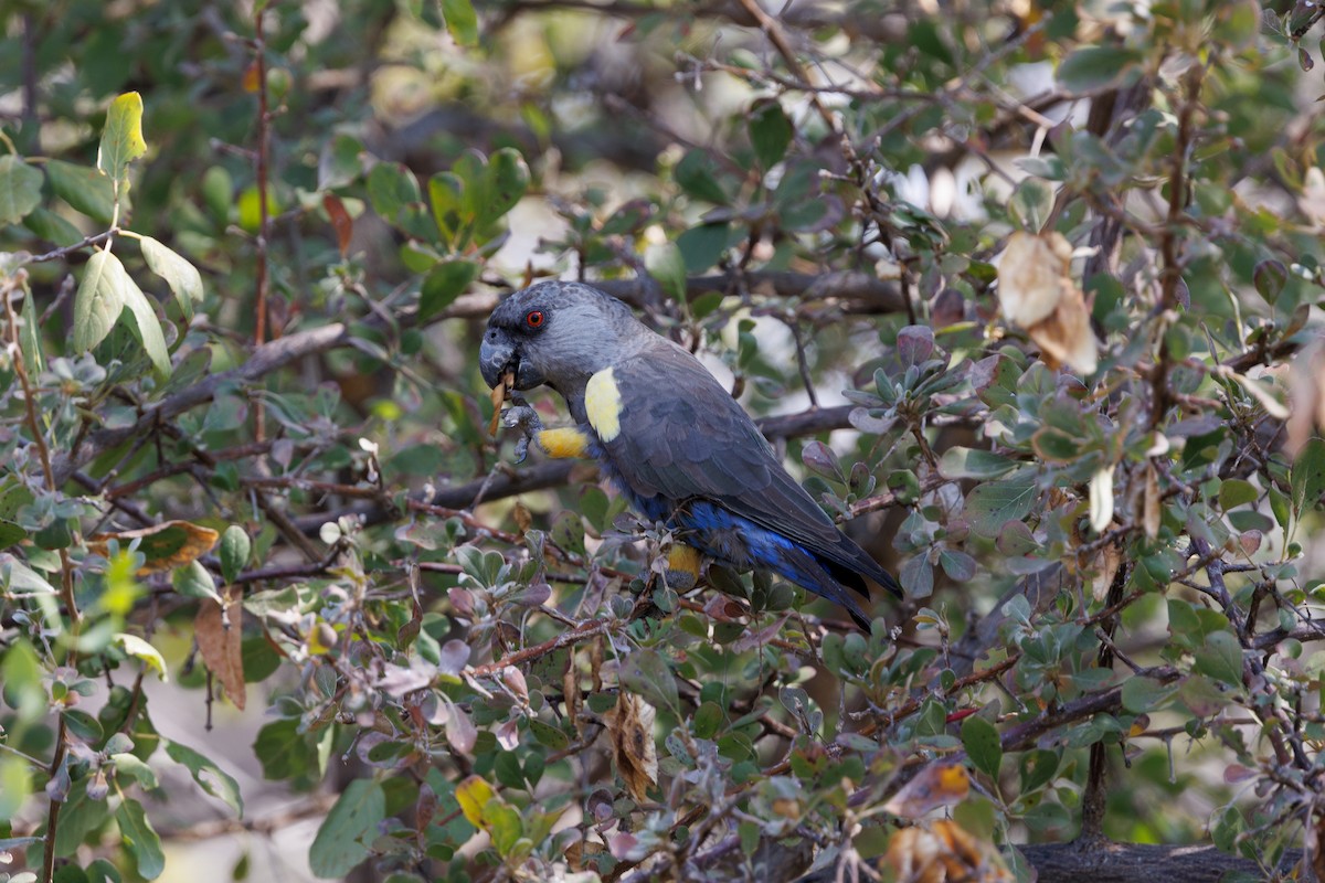 Rüppell's Parrot - Neil Broekhuizen