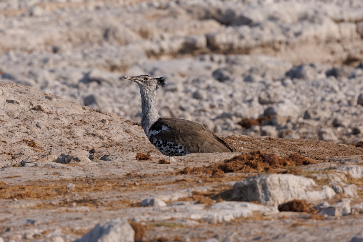 Kori Bustard - ML625193782