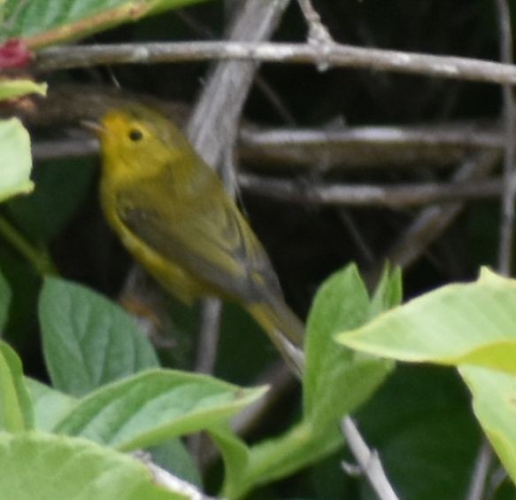 Wilson's Warbler - ML625193814