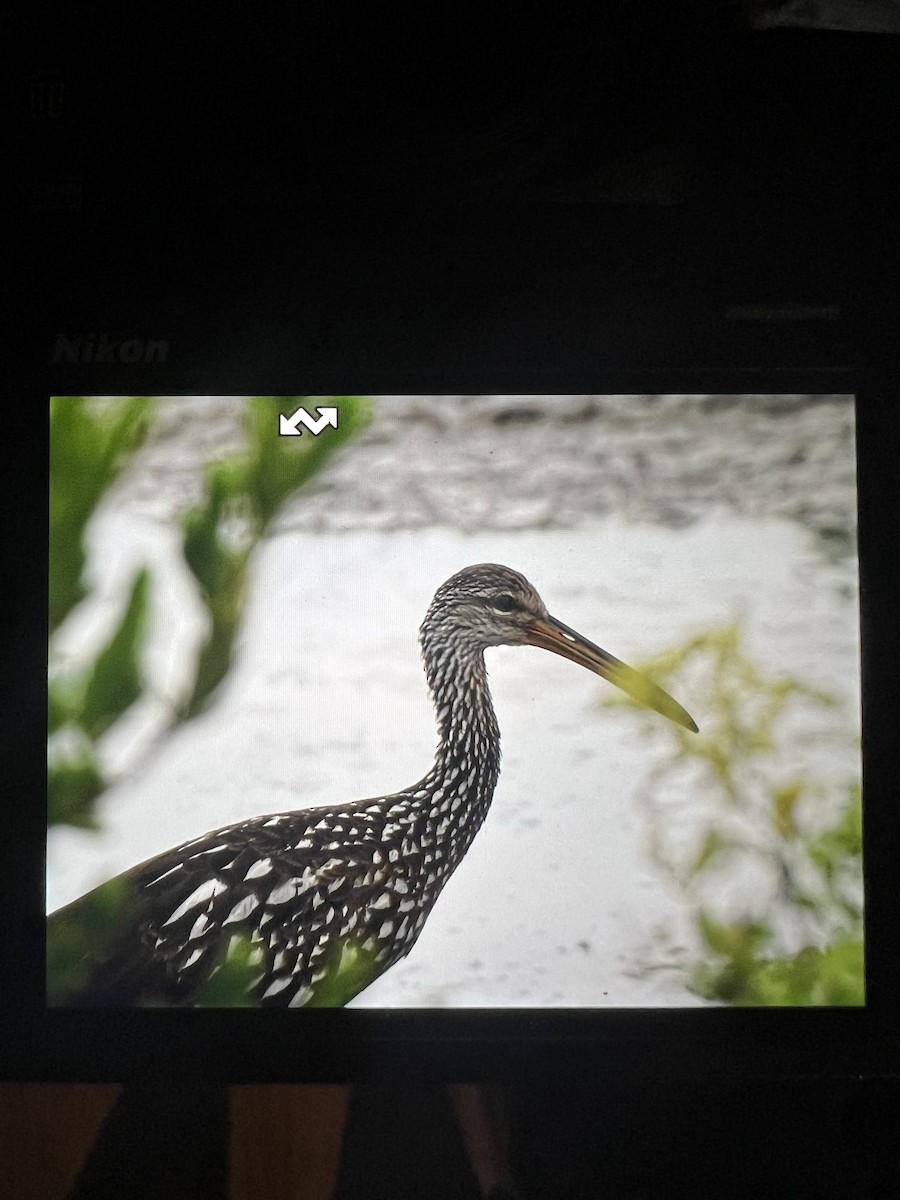 Limpkin - ML625193817