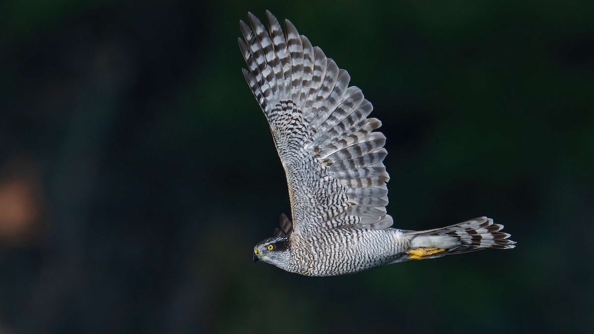 Eurasian Goshawk - ML625193851