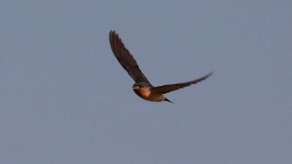 Red-throated Swallow - ML625193947