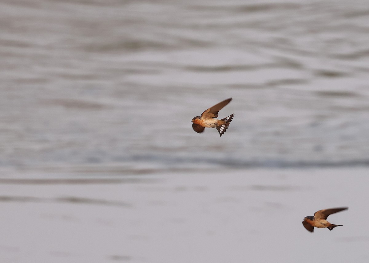Red-throated Swallow - ML625194141