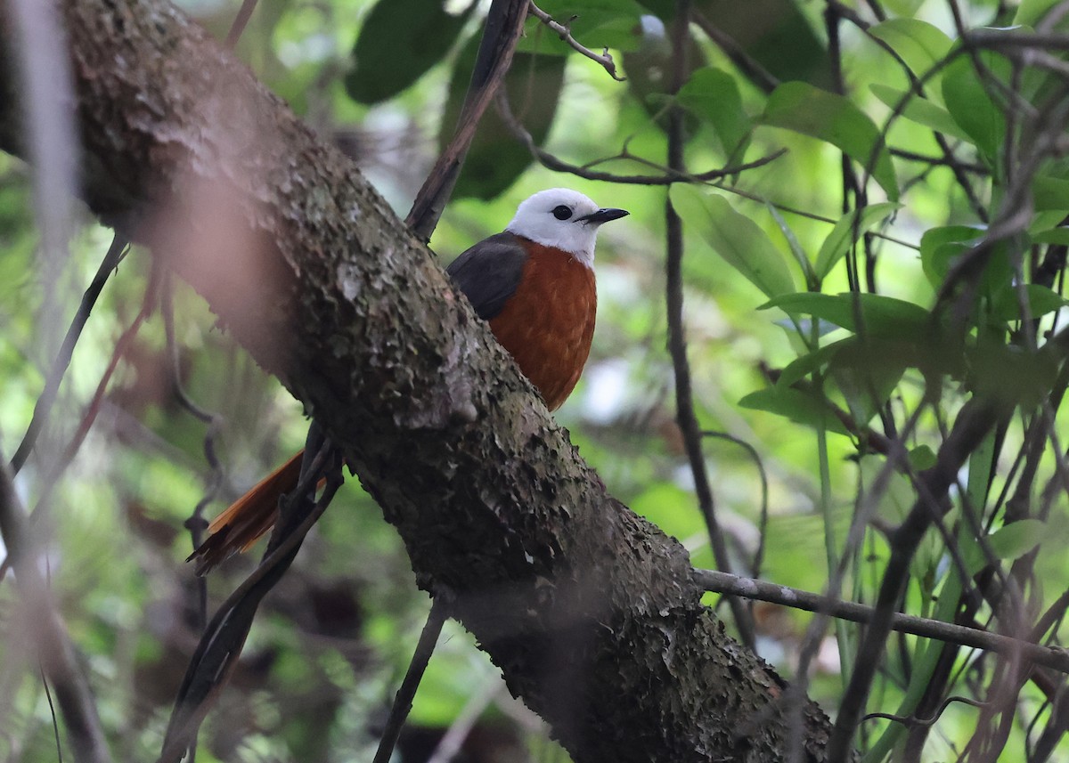 White-headed Robin-Chat - ML625194188