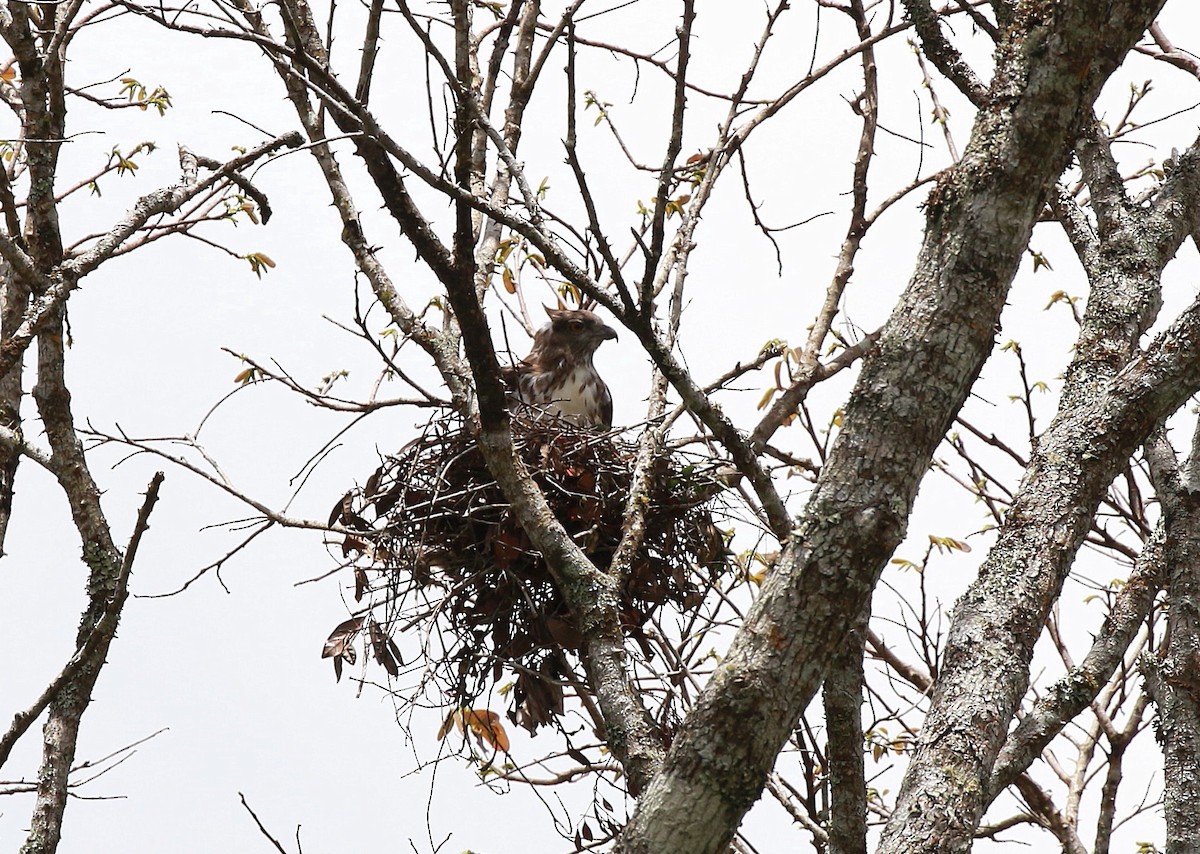 Madagascar Cuckoo-Hawk - ML625194207