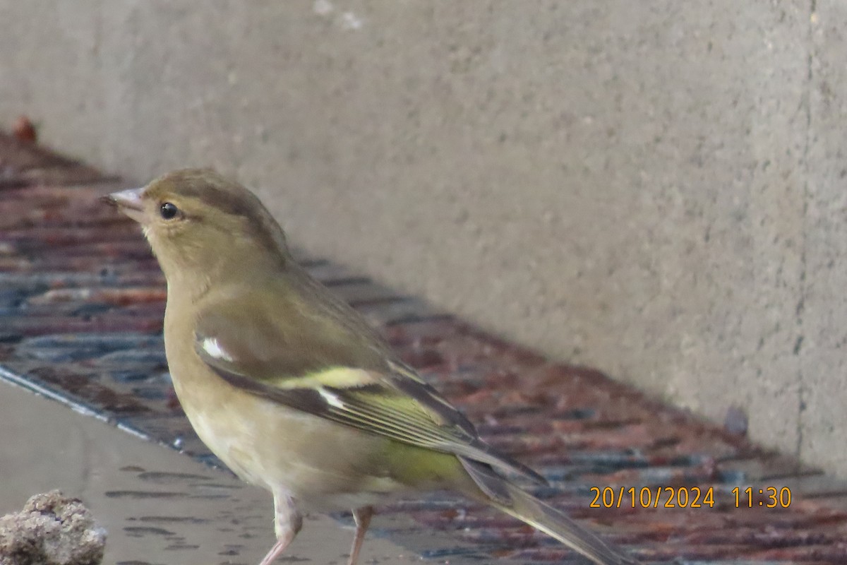 Common Chaffinch - ML625194287