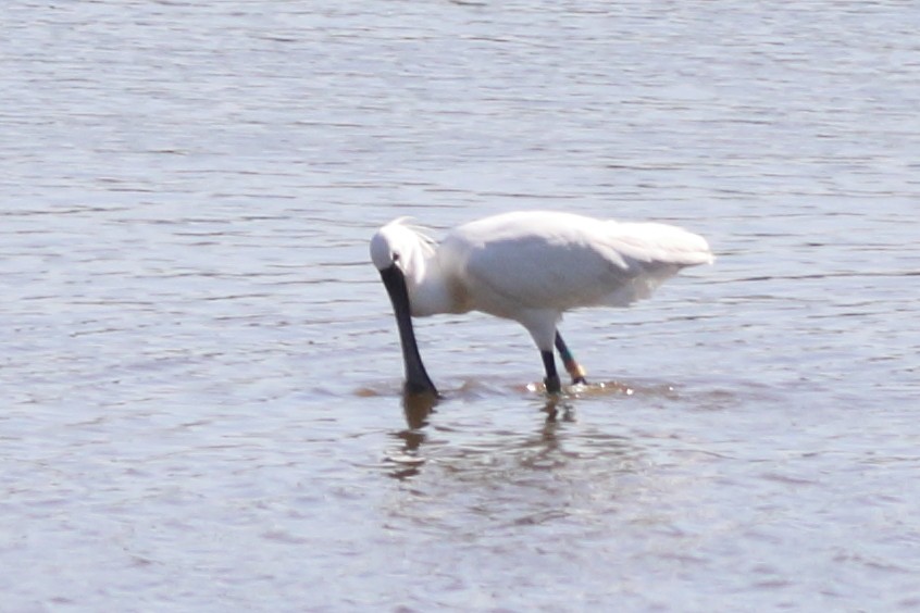 Eurasian Spoonbill - ML625194297