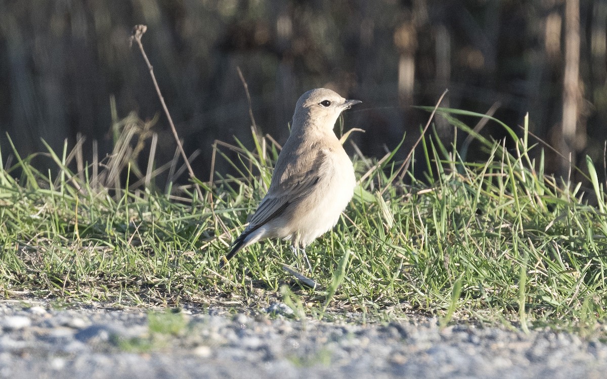 Isabelline Wheatear - ML625194300