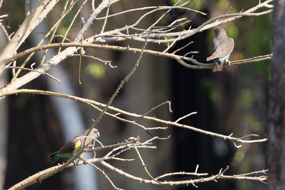 Meyer's Parrot - ML625194306