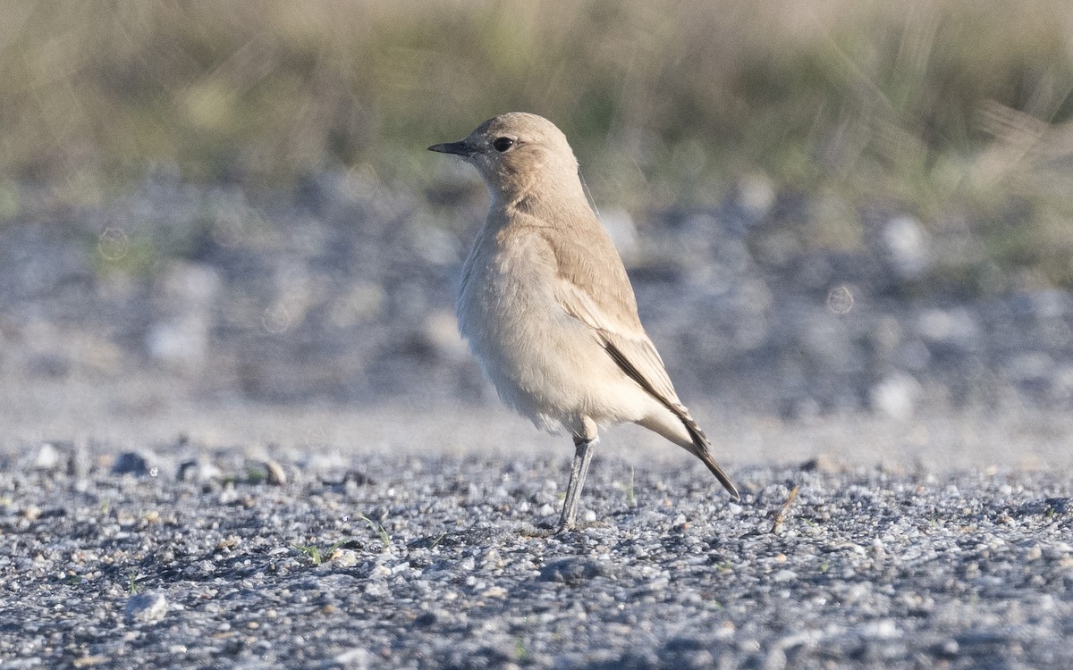 Isabelline Wheatear - ML625194340