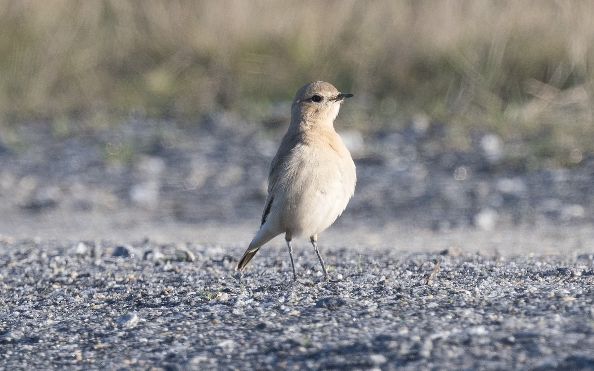Isabelline Wheatear - ML625194358