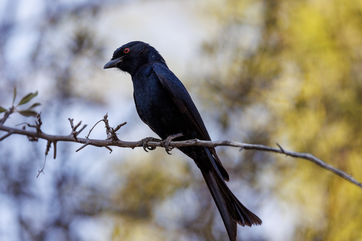 Fork-tailed Drongo (Clancey's) - ML625194363