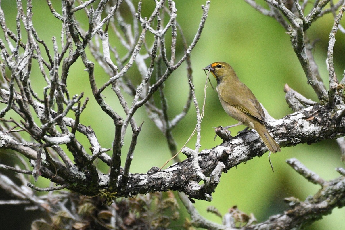 Yellow-faced Grassquit - ML625194364